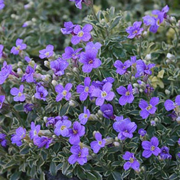 Превью изображения