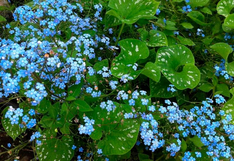 Превью изображения