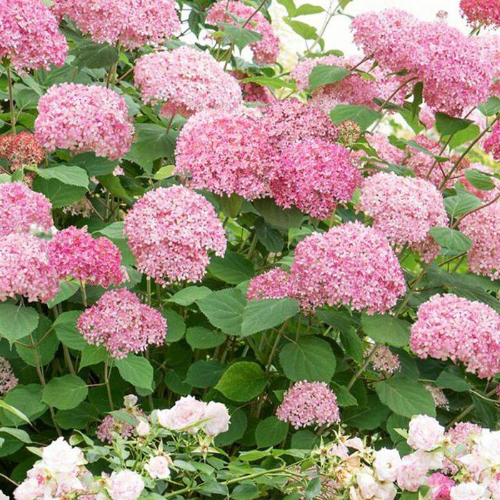 Превью изображения