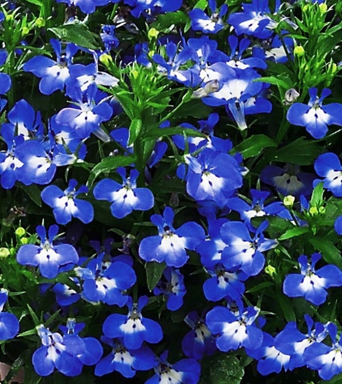 Превью изображения