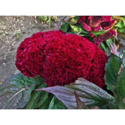 Превью изображения