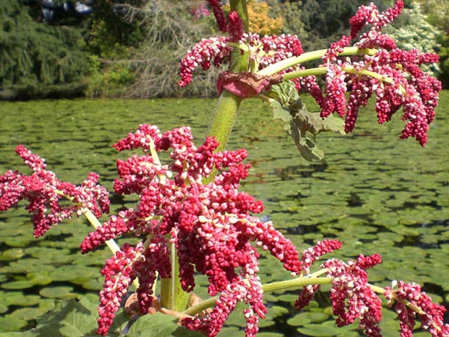 Превью изображения