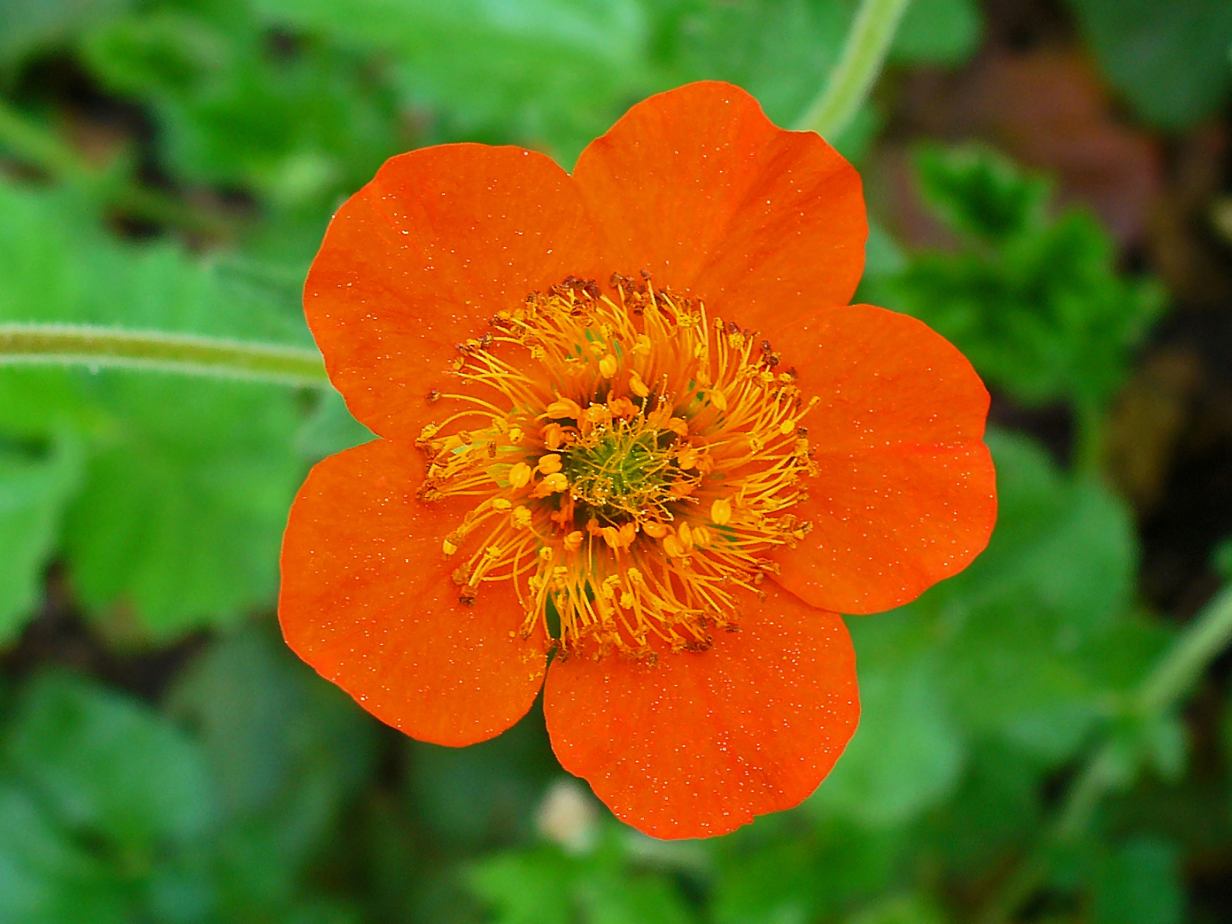 Превью изображения