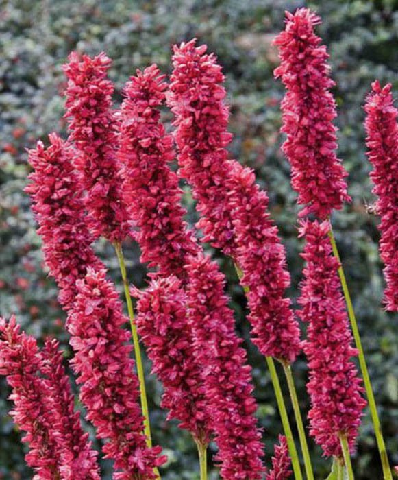 Превью изображения