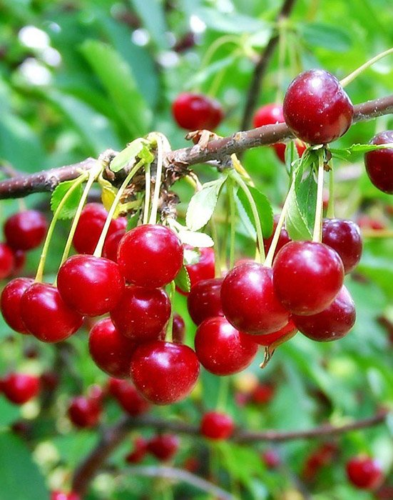 Превью изображения