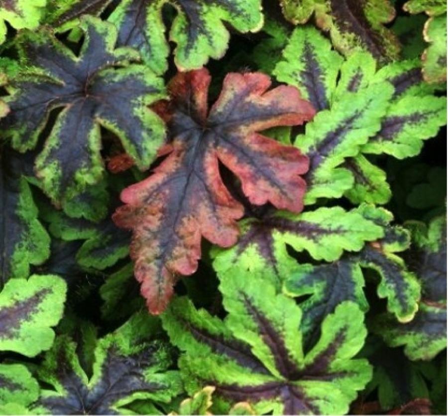 Превью изображения