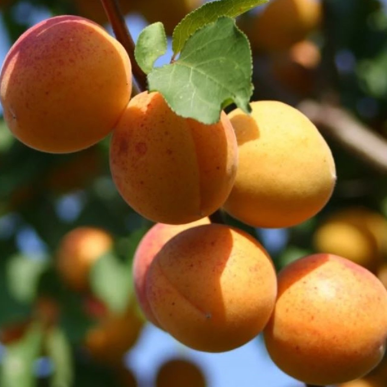 Превью изображения