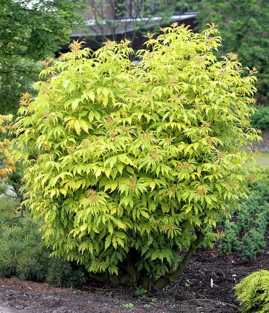 Превью изображения