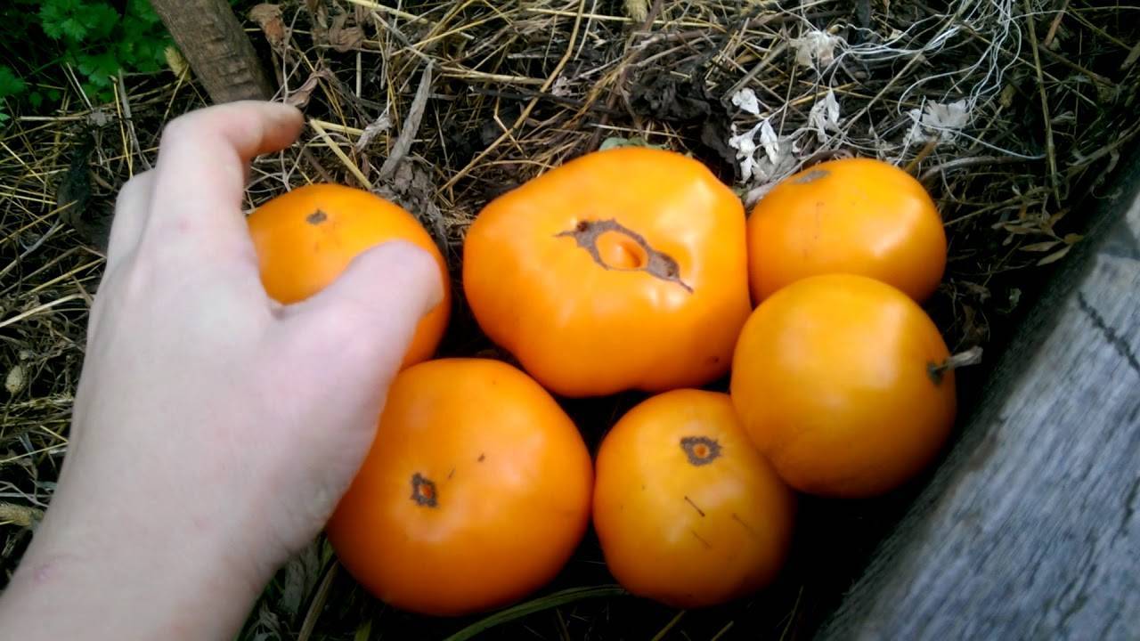 Превью изображения