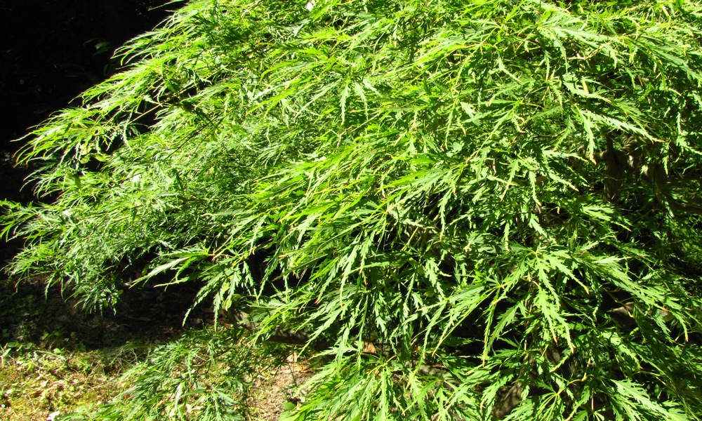 Превью изображения