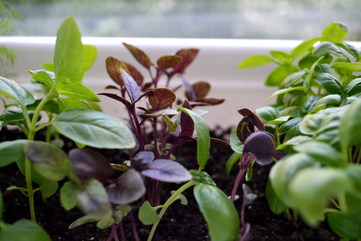 Превью изображения