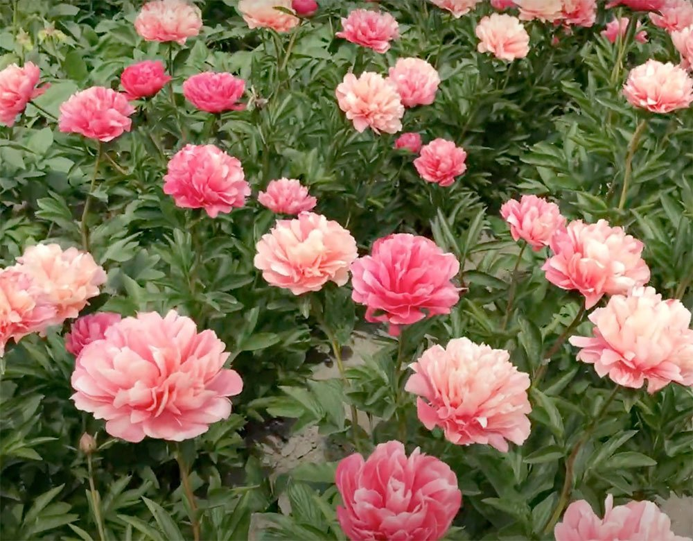 Превью изображения