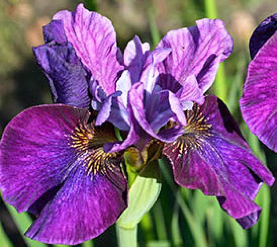 Превью изображения