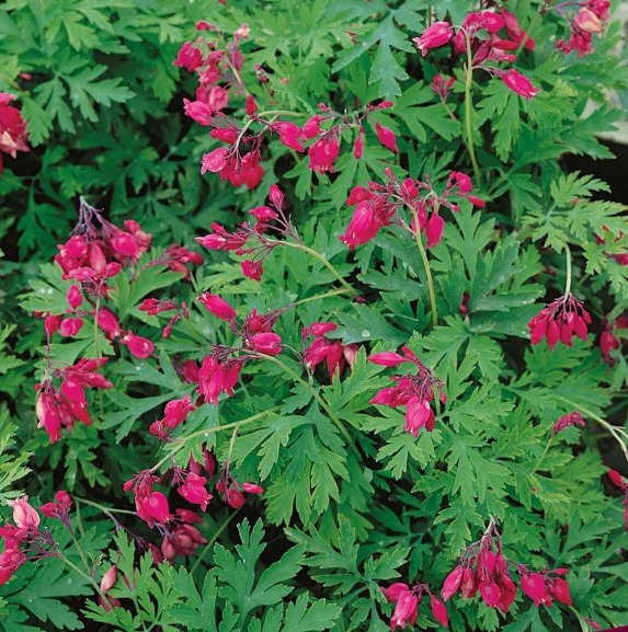 Превью изображения