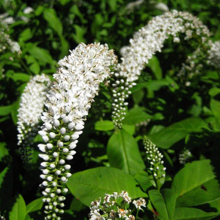 Превью изображения