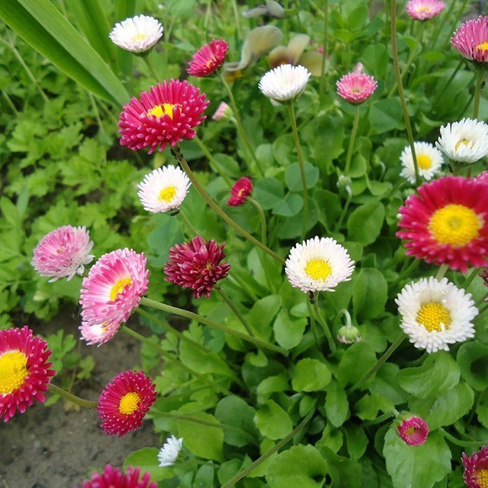 Превью изображения