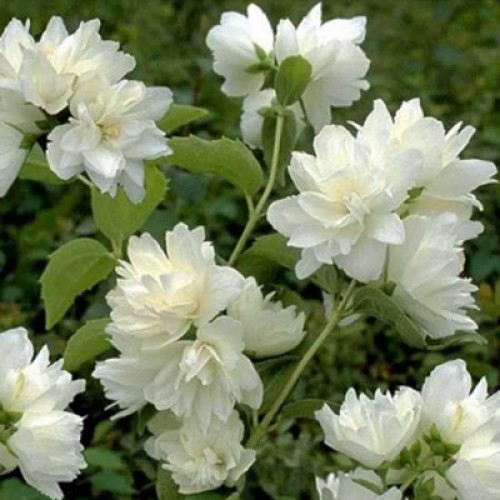 Превью изображения