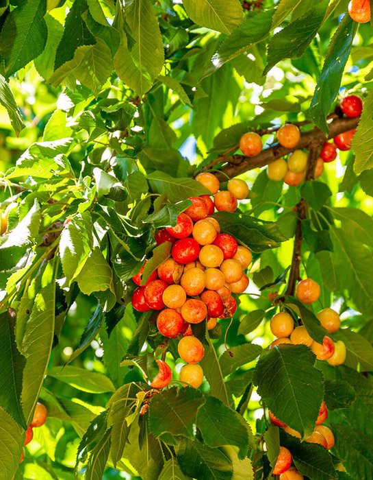 Превью изображения