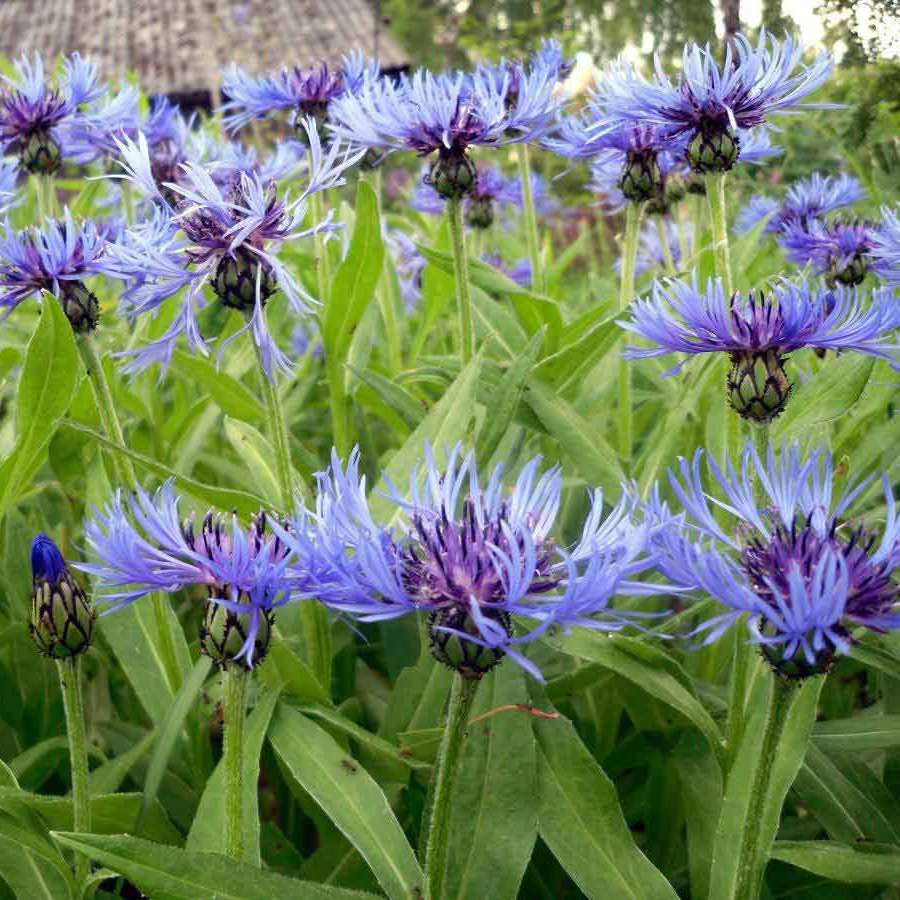 Превью изображения