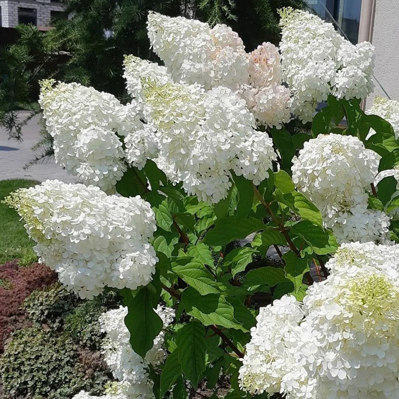 Превью изображения