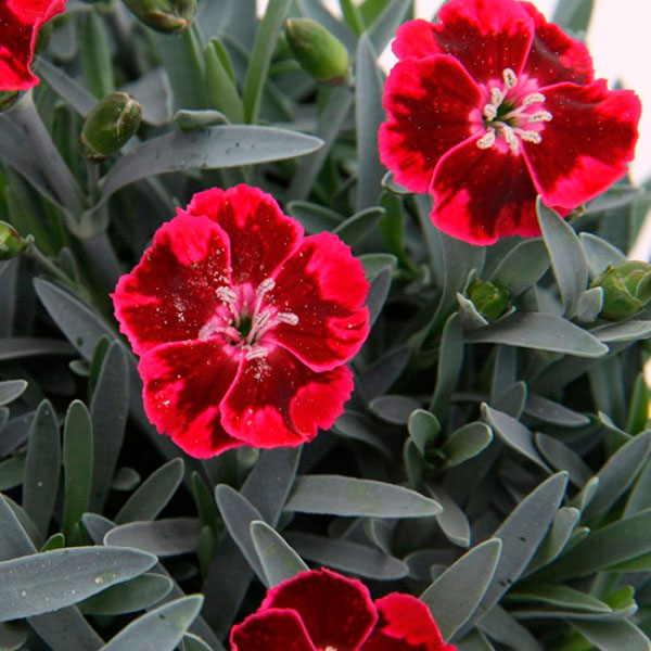 Превью изображения