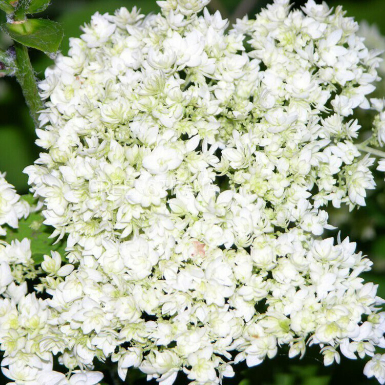 Превью изображения