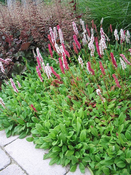 Превью изображения