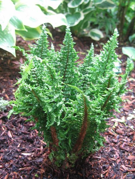 Превью изображения