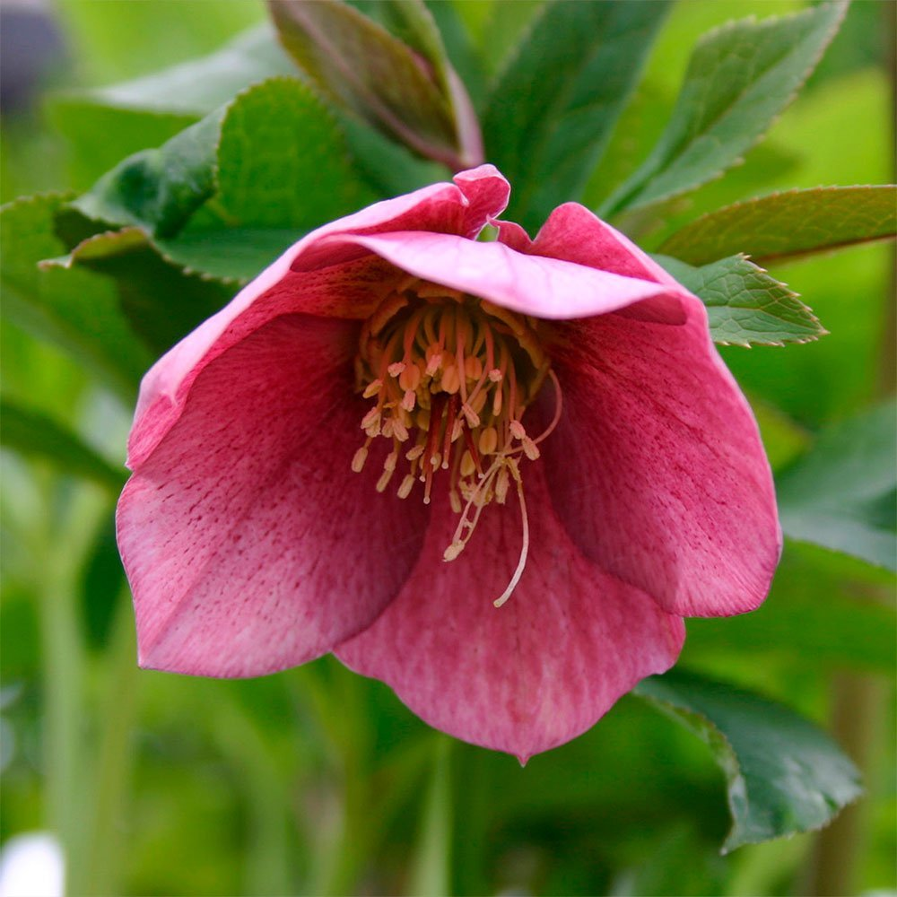 Превью изображения