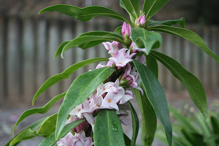 Превью изображения