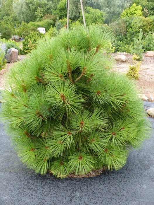 Превью изображения