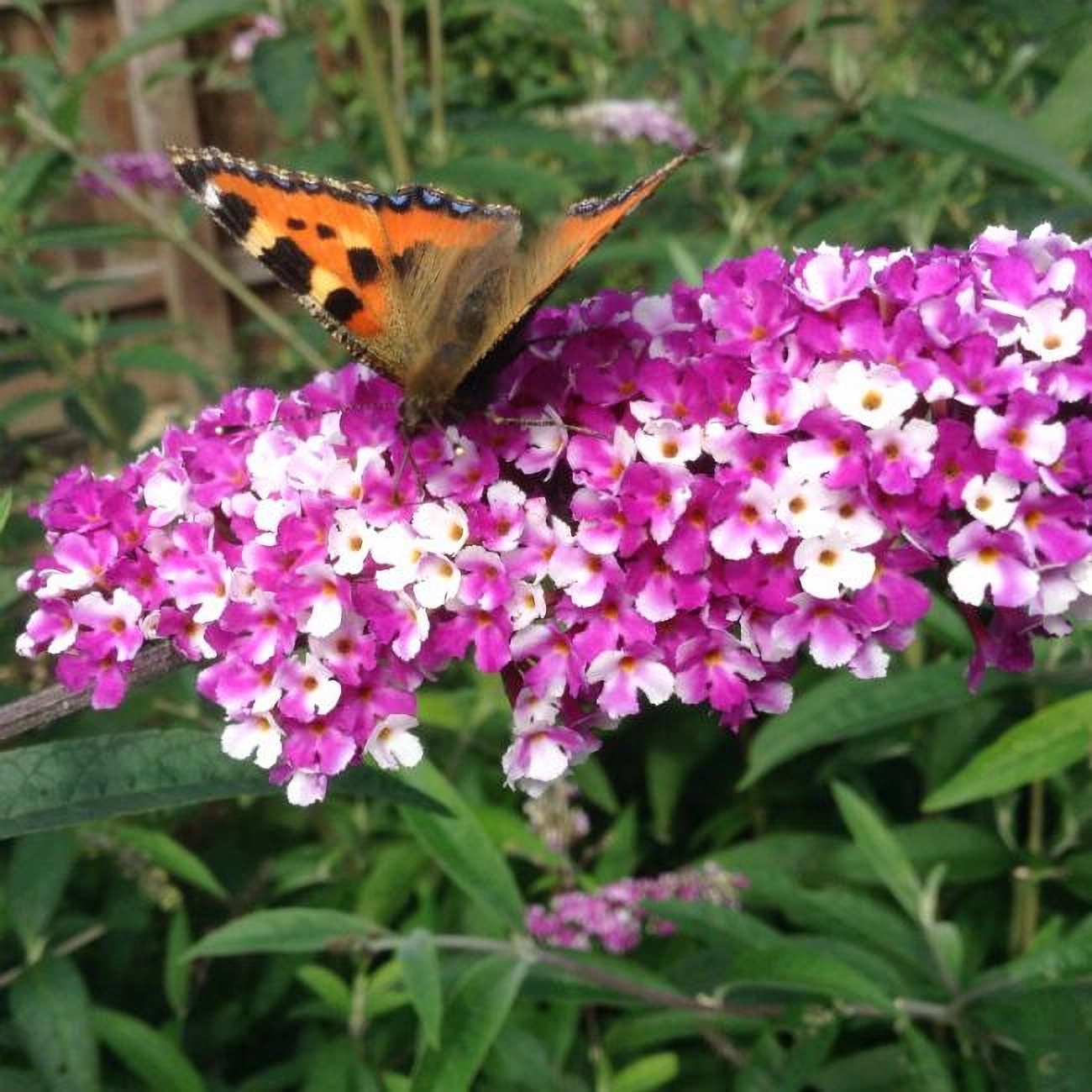 Превью изображения