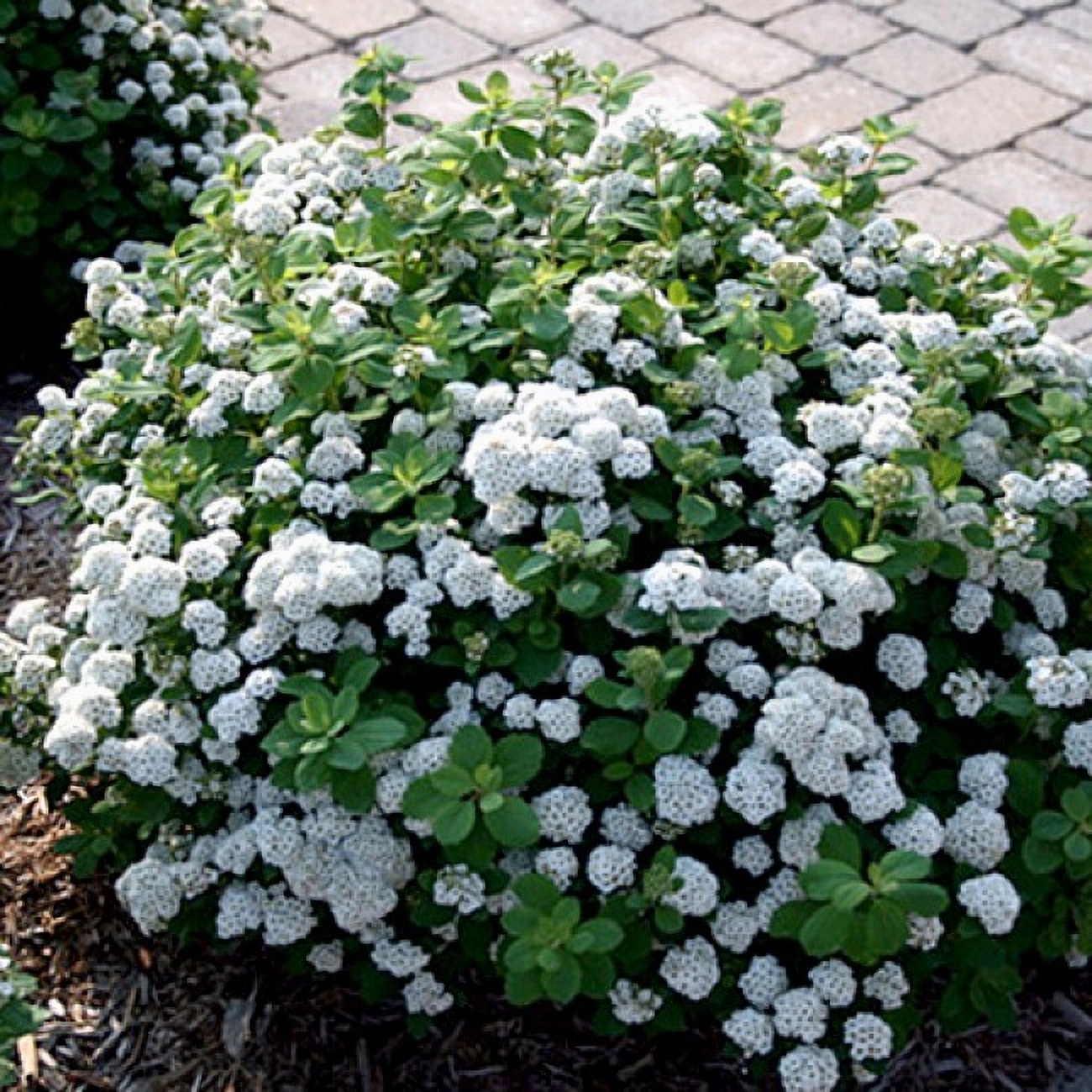 Превью изображения