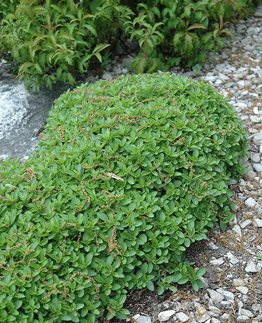 Превью изображения