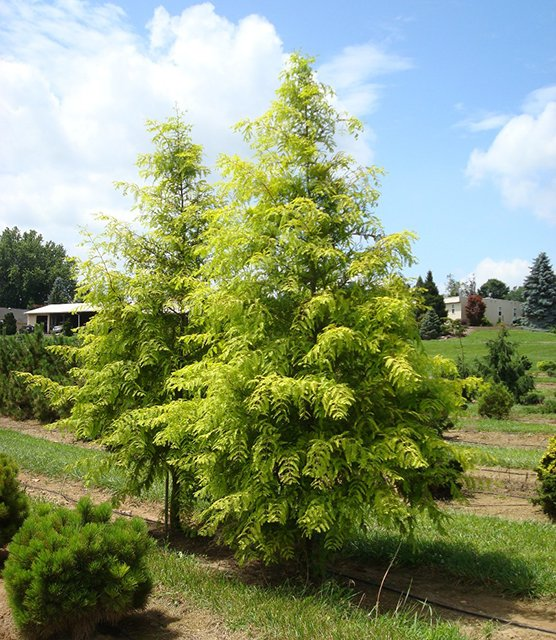 Превью изображения