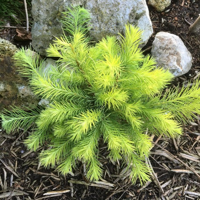 Превью изображения