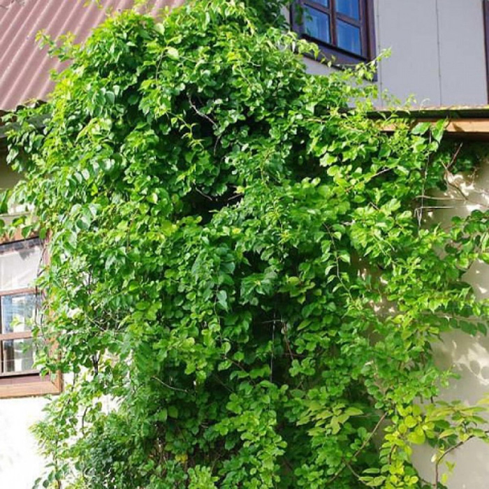 Превью изображения