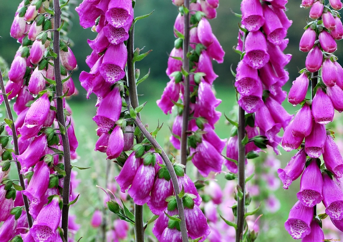 Превью изображения