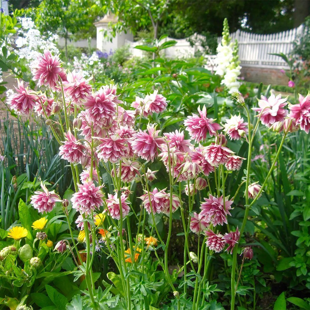 Превью изображения