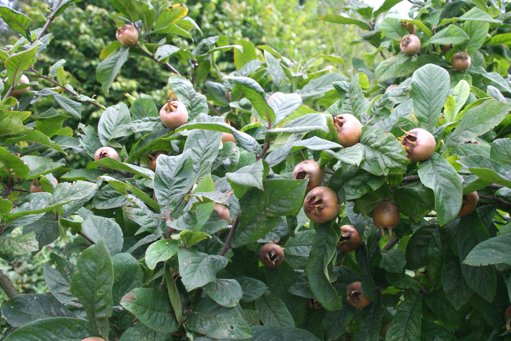 Превью изображения