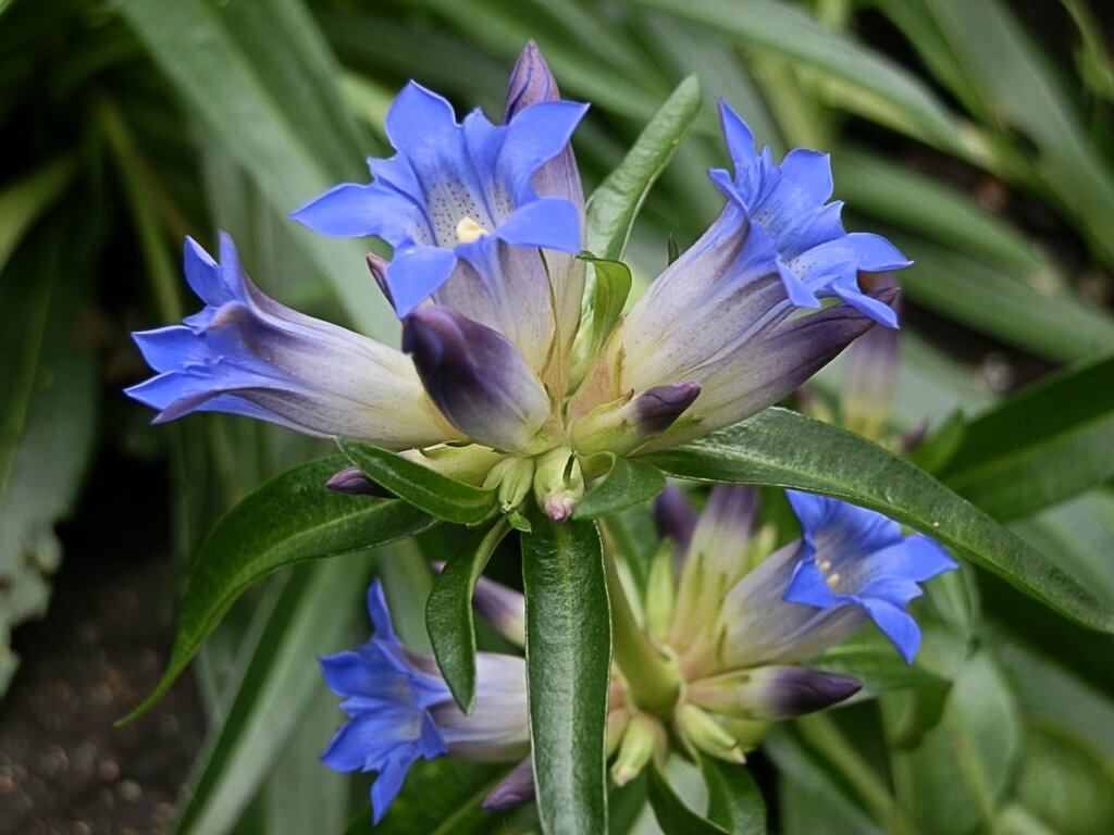 Превью изображения