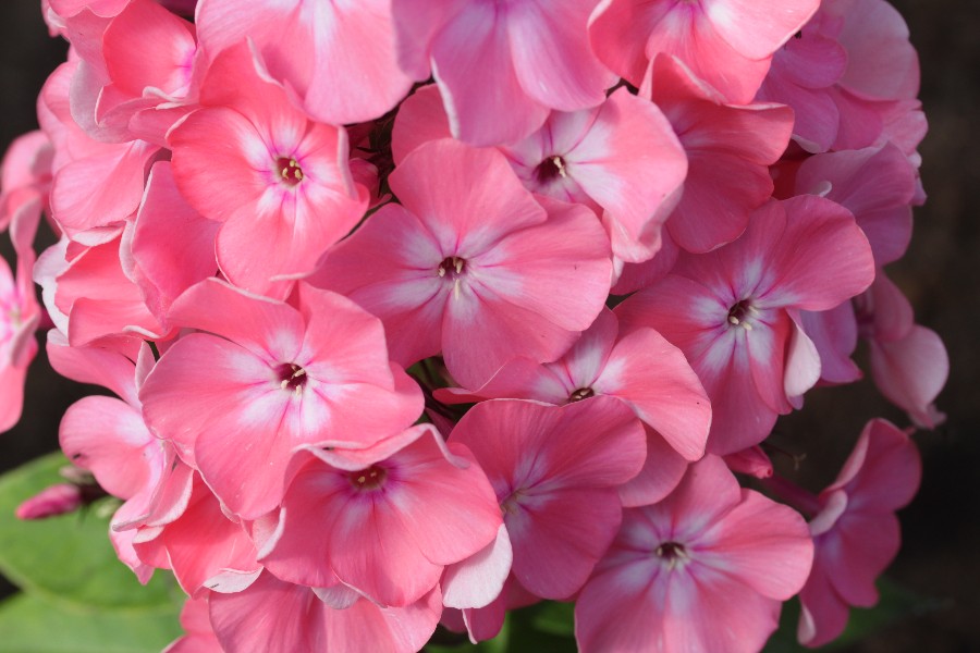 Превью изображения