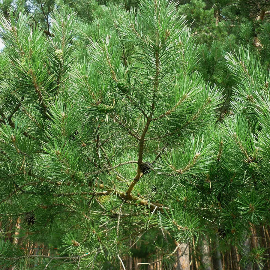 Превью изображения