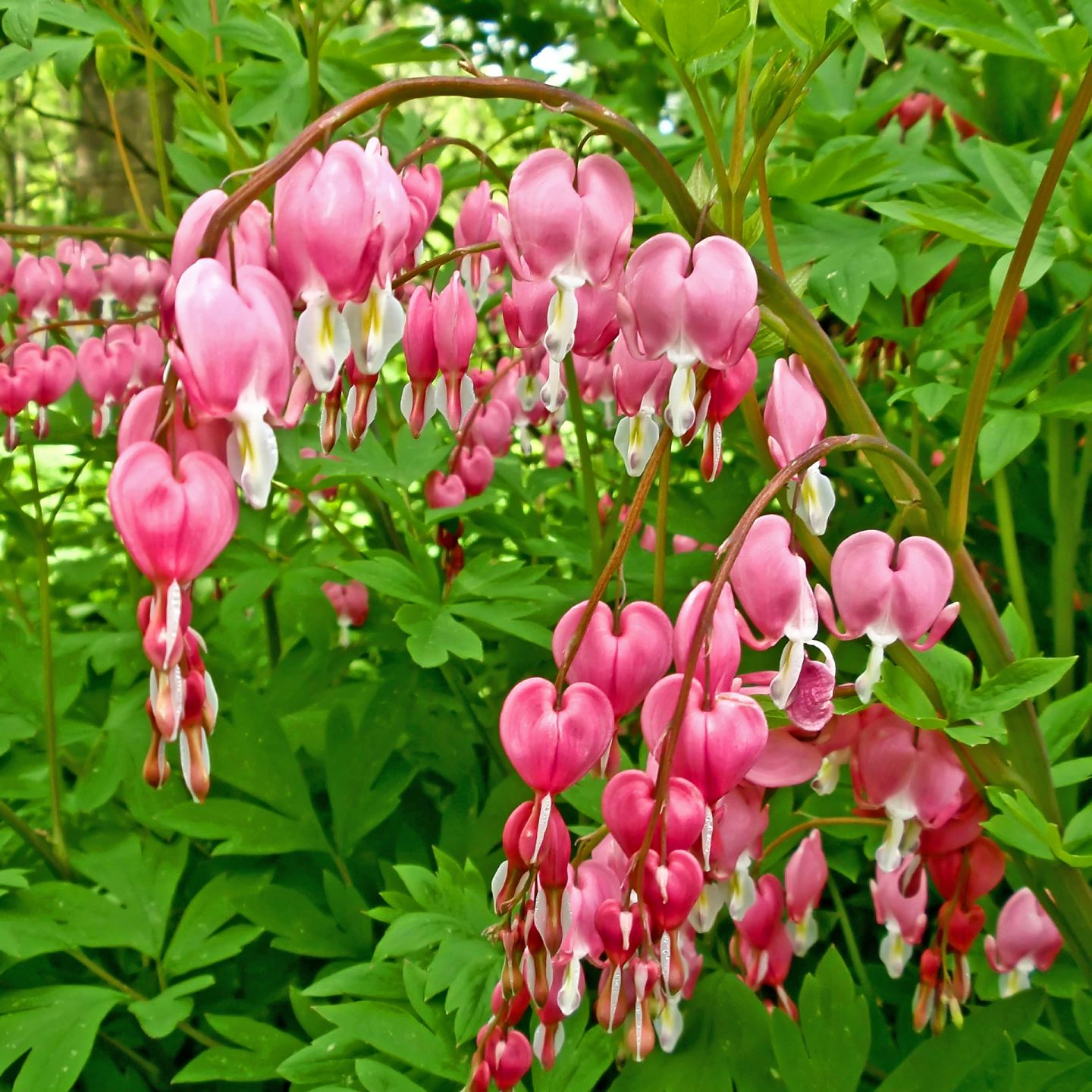 Превью изображения