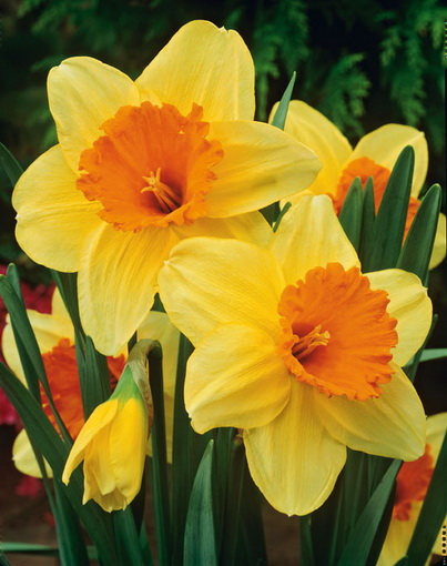 Превью изображения