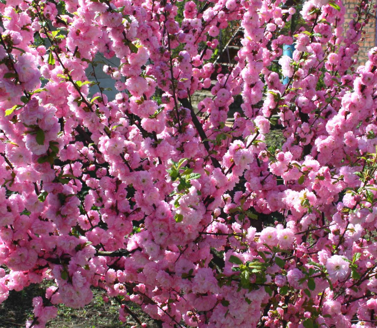 Превью изображения