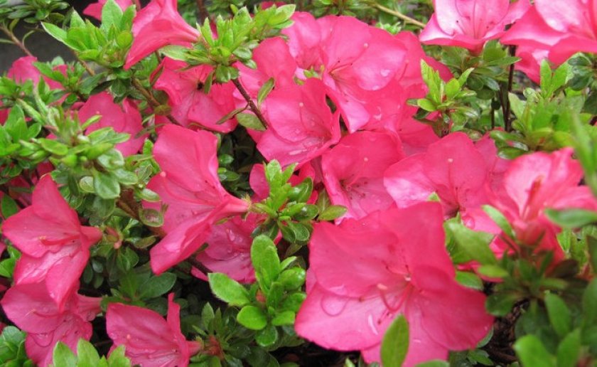 Превью изображения