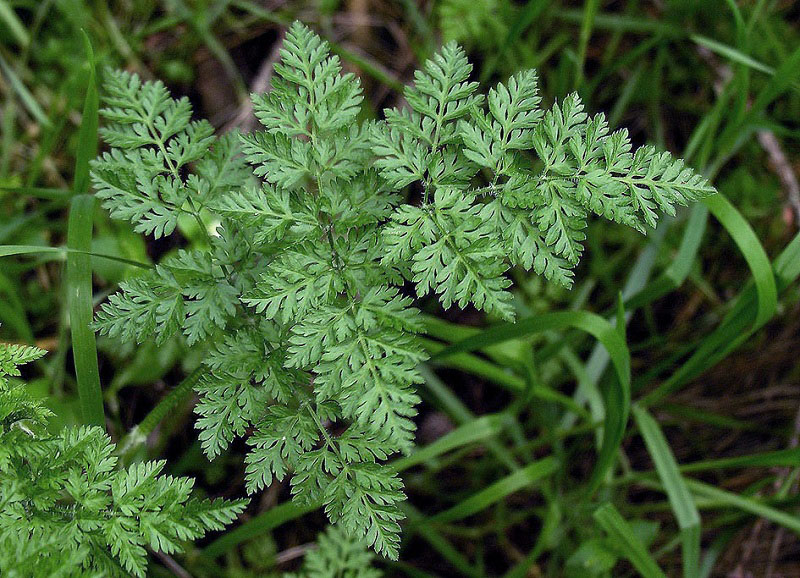 Превью изображения