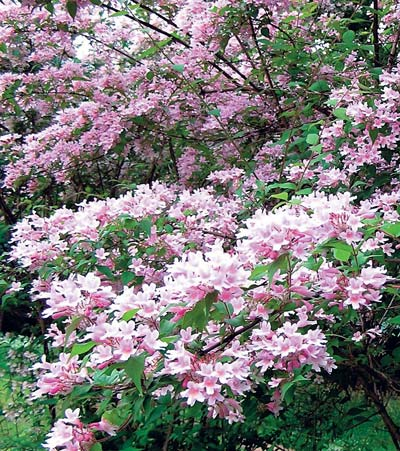 Превью изображения