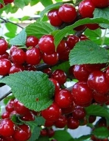 Превью изображения